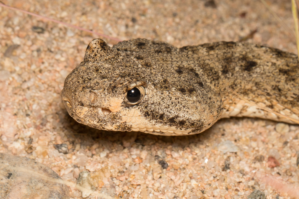 Speckled Rattlesnake