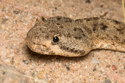 Speckled Rattlesnake