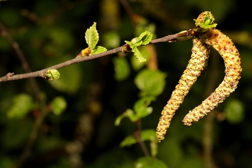 Betula aurata