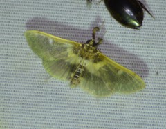 Apilocrocis brumalis