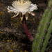 Pitajaya de Baja California - Photo (c) Ken-ichi Ueda, algunos derechos reservados (CC BY), uploaded by Ken-ichi Ueda
