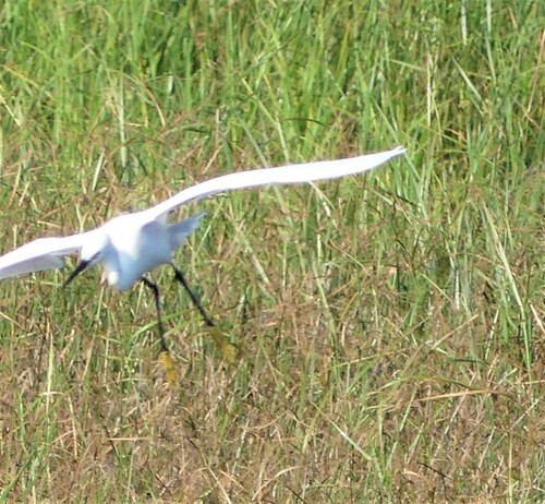 Little Egret