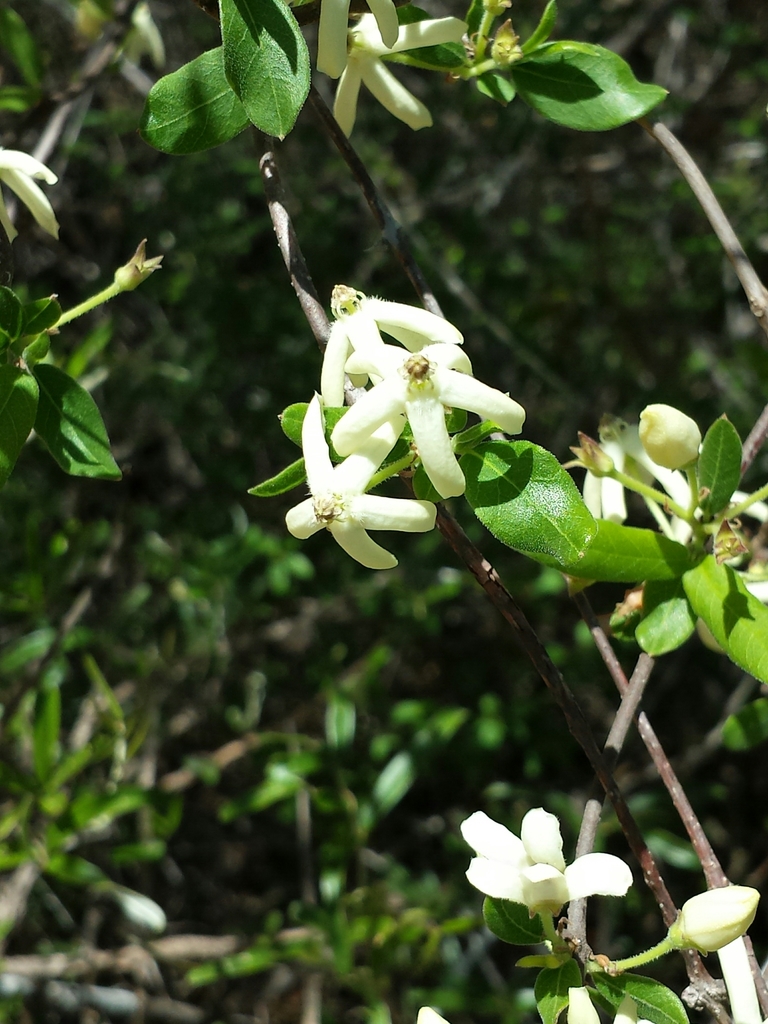 Pentopetia ovalifolia