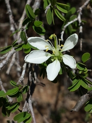 Image of Bauhinia morondavensis