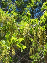 Combretaceae