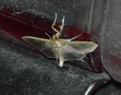 Apilocrocis brumalis
