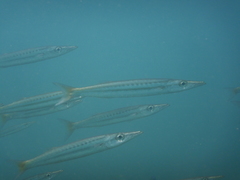 Sphyraena flavicauda