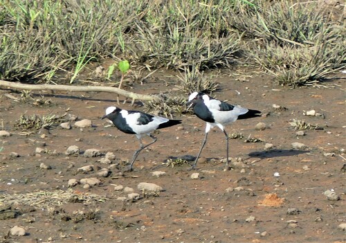 Blacksmith Lapwing