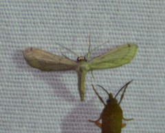 Euacidalia brownsvillea