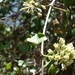 Marsdenia cordifolia - Photo (c) Solofo Eric Rakotoarisoa, some rights reserved (CC BY-NC), uploaded by Solofo Eric Rakotoarisoa