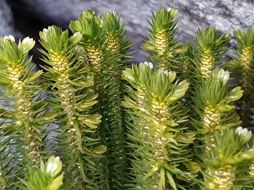northern firmoss