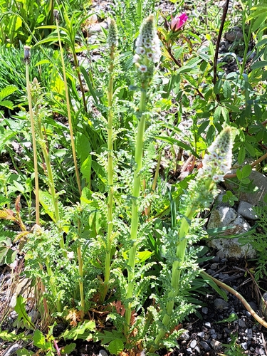 Reseda odorata iNat (1)