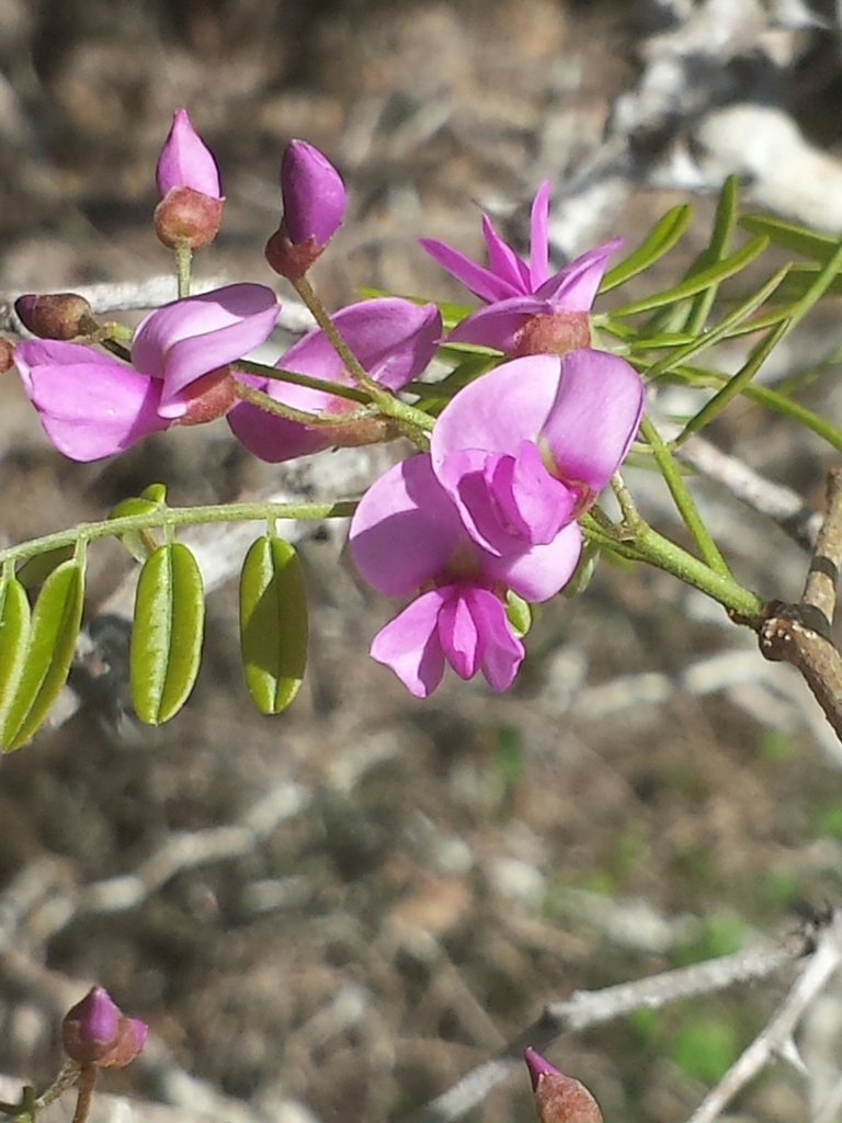 Pongamiopsis pervilleana