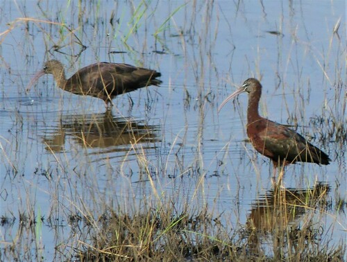 Glossy Ibis