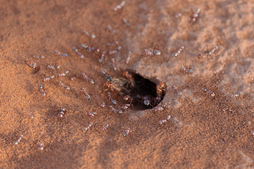 Saharan Silver Ant