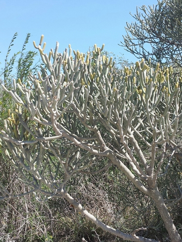 Euphorbia fiherenensis