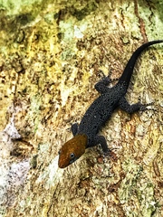 Gonatodes albogularis