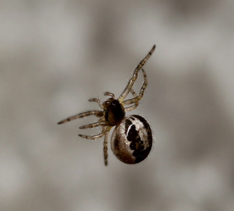 Leviellus stroemi