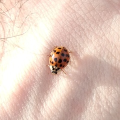 Harmonia axyridis