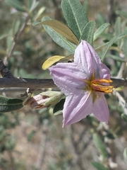 Solanum heinianum image