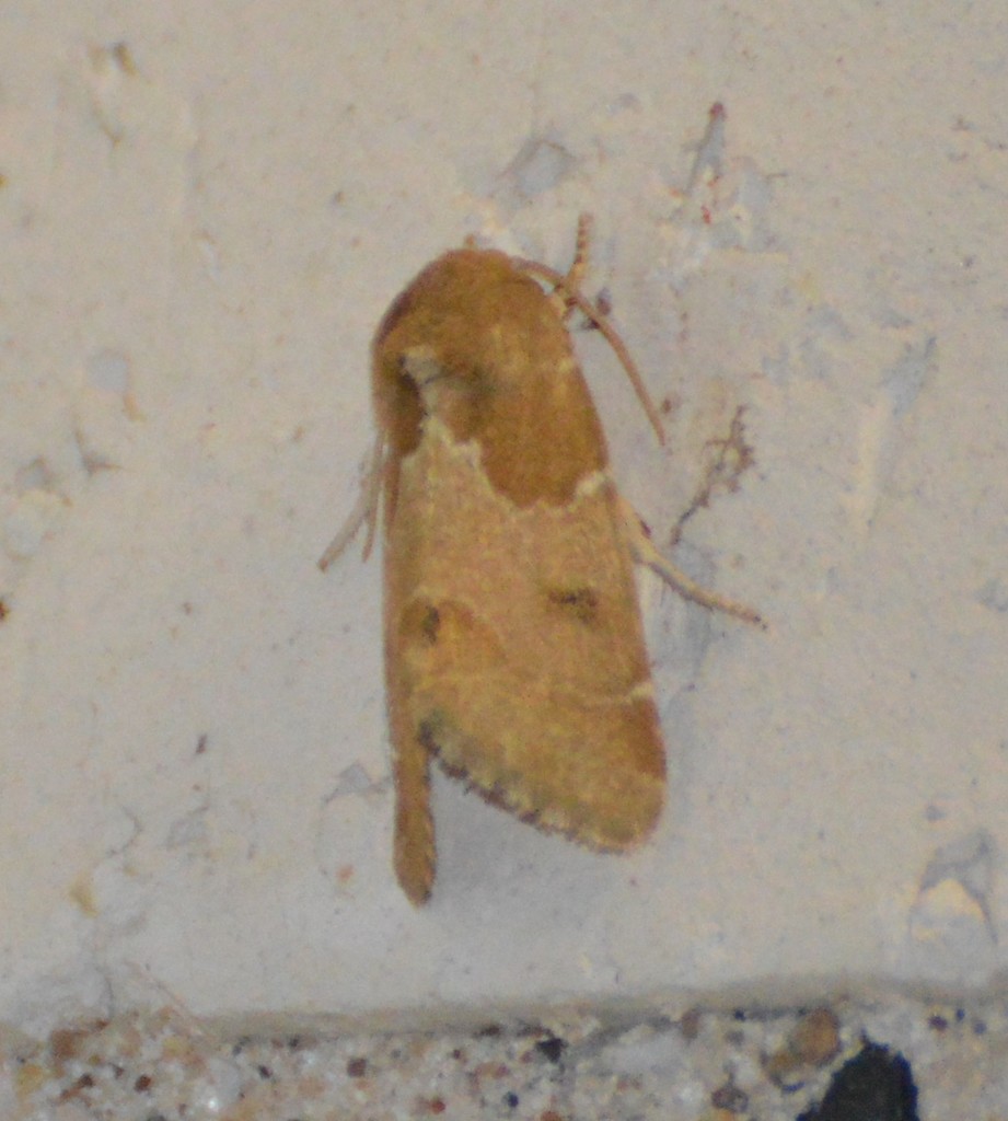 Schinia diffusa