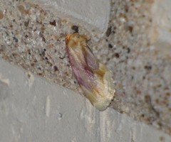 Chamaeclea basiochrea