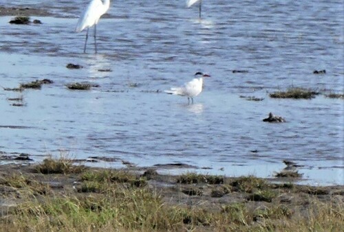 Caspian Tern