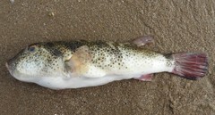 Sphoeroides annulatus