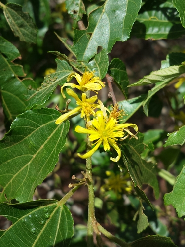 Grewia lavanalensis