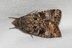 Heliothis punctifera