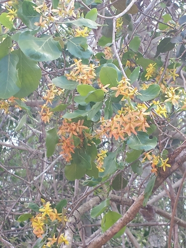Baudouinia fluggeiformis