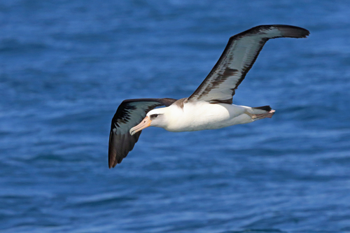 Laysan Albatross