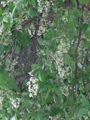 Ehretia tinifolia