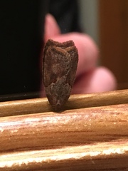 Acleris maccana
