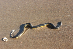 Hydrophis platurus