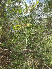 Mundulea