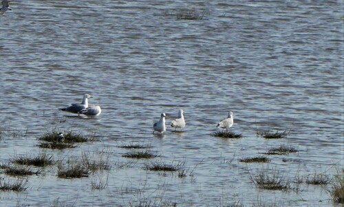 Gray-hooded Gull