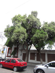 Ehretia tinifolia