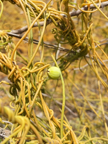 Cassytha filiformis image