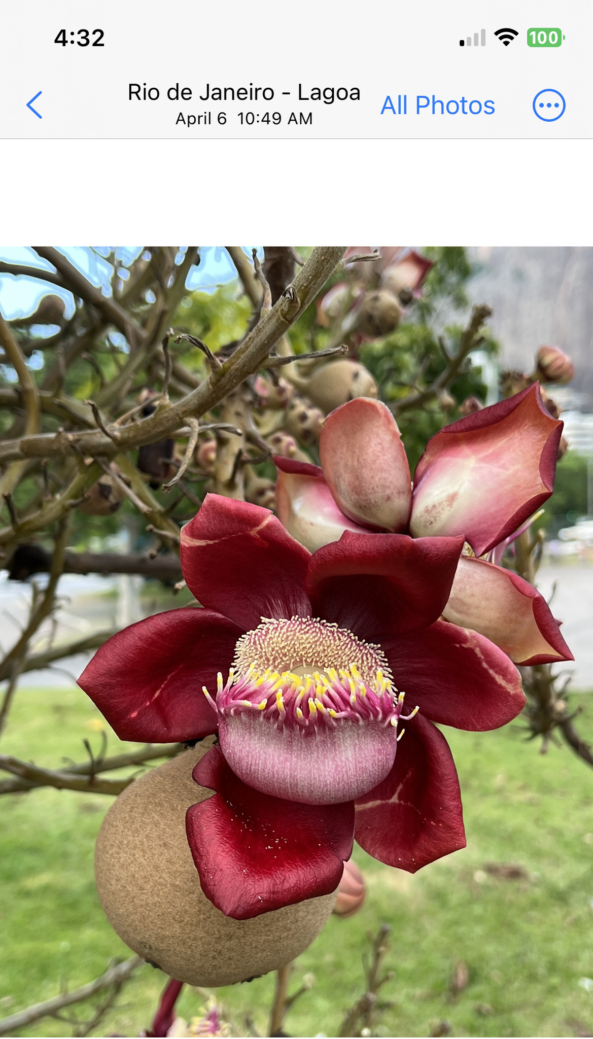 Couroupita guianensis