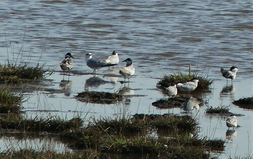 Whiskered Tern