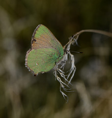 Callophrys dumetorum