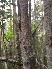 Uroplatus