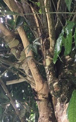 Uroplatus