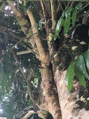 Uroplatus