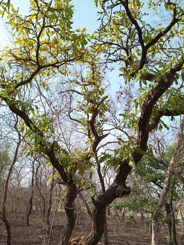 Shea Tree