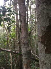 Uroplatus