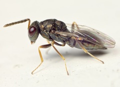 Pteromalus