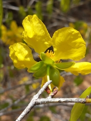 Ochnaceae