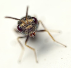 Pteromalus